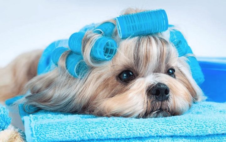 Spa Chó Mèo Tân Phú: Địa Chỉ Uy Tín & Dịch Vụ Chăm Sóc Toàn Diện