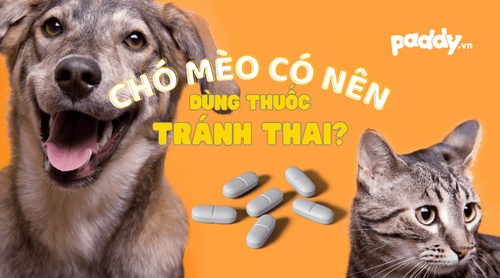 Thuốc An Thai Cho Chó: Giải Pháp An Toàn & Lựa Chọn Thay Thế Hiệu Quả