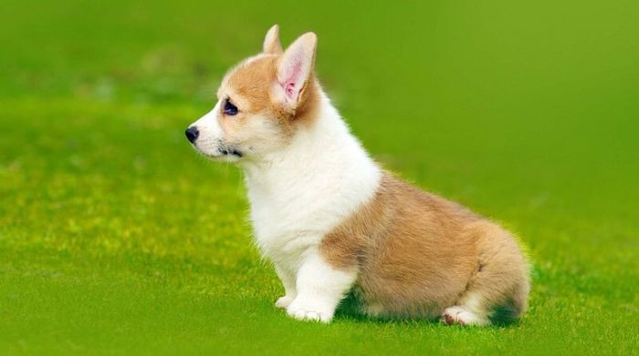Corgi con ngồi đằng sau góc ảnh