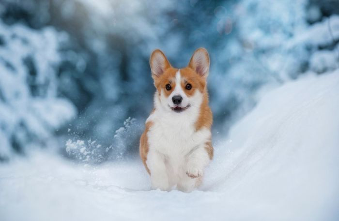 Corgi con trong bức ảnh tuyết phủ