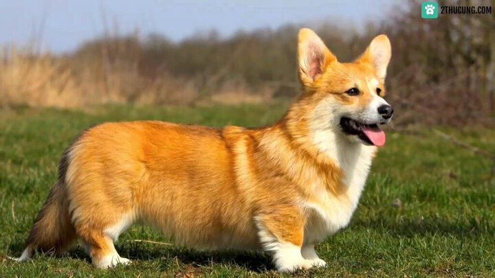 Corgi, giống chó nhỏ thông minh với thân hình dài và đôi chân ngắn ngộ nghĩnh