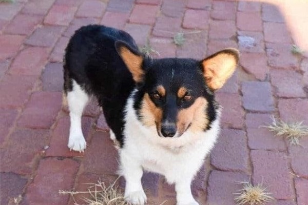 Chó Corgi Lai Lạp Xưởng: Đặc Điểm, Chăm Sóc & Huấn Luyện Chi Tiết - image 2