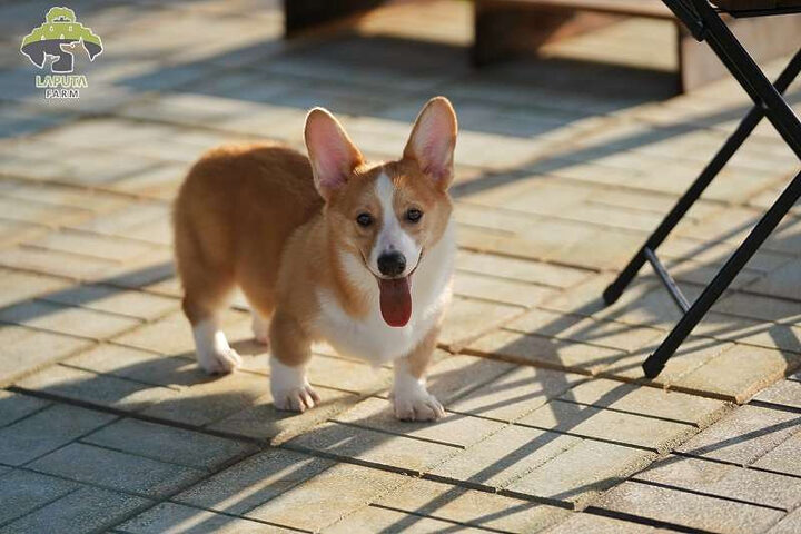 Corgi lùn
