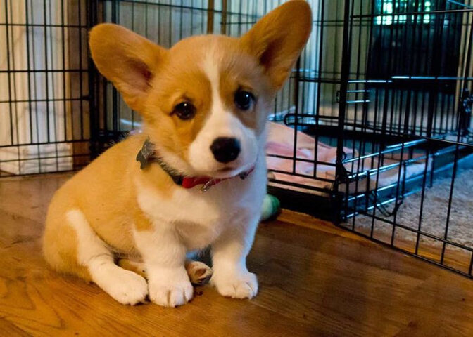Corgi mặt buồn trong hình ảnh thức đêm