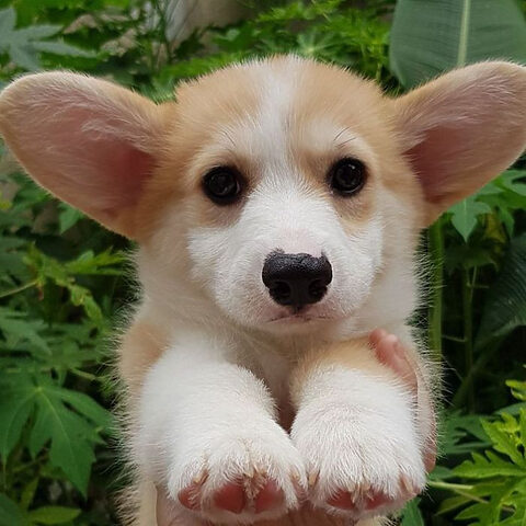 Corgi nhỏ xinh xắn trong bức ảnh