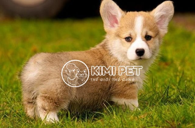 Corgi với đôi tai vểnh và thân hình lùn đáng yêu, tạo nên hình ảnh chó đẹp và dễ thương, được nhiều người yêu thích