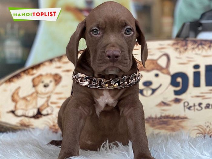 Cửa hàng Dogily, địa chỉ uy tín trong các trại chó Pitbull Hà Nội