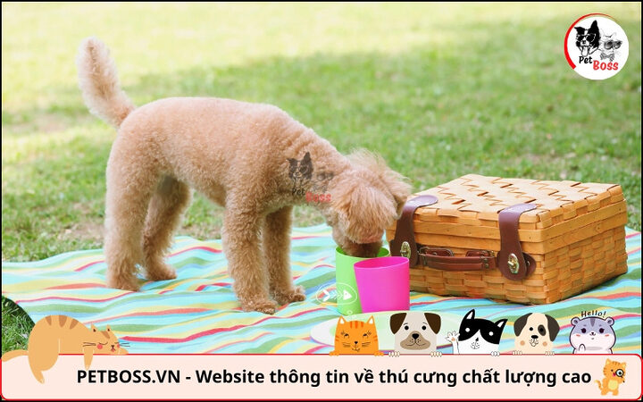 Cung cấp đủ nước là yếu tố quan trọng duy trì nhiệt độ thích hợp cho chó