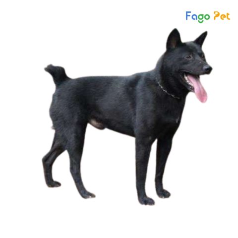 Phối Giống Chó Mông Cộc Đúng Chuẩn, An Toàn Và Hiệu Quả