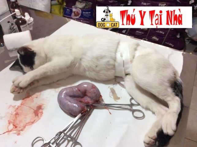 Thiến Chó Mèo Tại Nhà: Hướng Dẫn Chi Tiết Từ A Đến Z Cùng Chuyên Gia