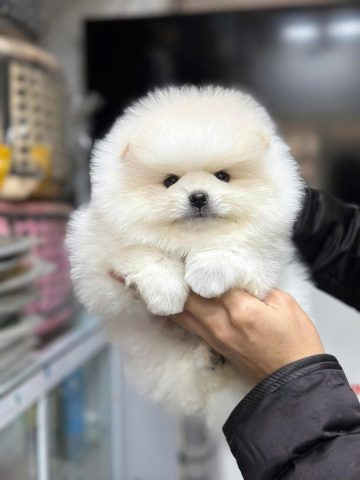 Đa dạng các giống chó con khỏe mạnh tại trại chó cảnh của các thành viên hội mua bán chó cảnh uy tín