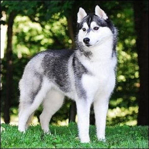 Khám phá Đặc điểm của Chó Husky: Vẻ đẹp hoang dã và Tính cách độc đáo Khám phá Đặc điểm của Chó Husky: Vẻ đẹp hoang dã và Tính cách độc đáo