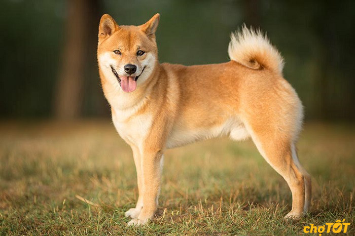 Đặc điểm ngoại hình của chó Shiba Inu màu đỏ với khuôn mặt tươi sáng