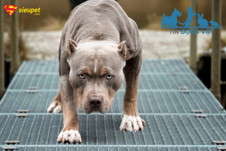 đặc điểm ngoại hình của chó sục pit bull mỹ