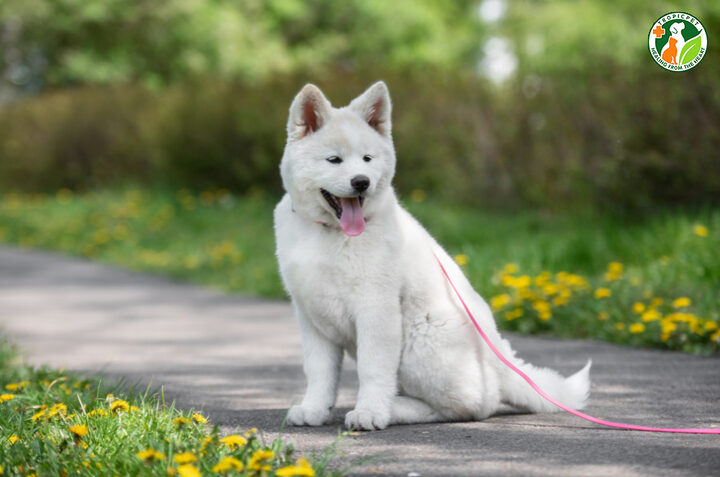 Đặc điểm ngoại hình của giống chó Akita Nhật Bản trên tuyết