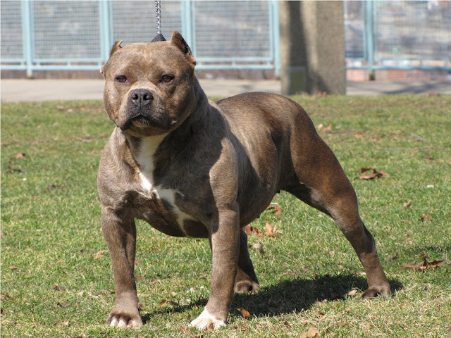 Đặc điểm ngoại hình nổi bật của giống chó Pitbull