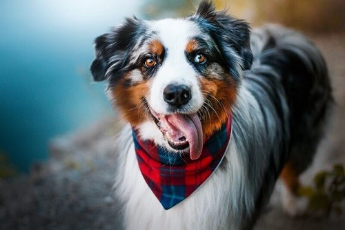 Đặc điểm tính cách chó chăn cừu úc Shepherd