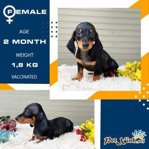 Dachshund (chó lạp xưởng) 15