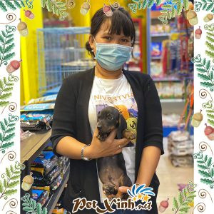 Dachshund (chó lạp xưởng) 8