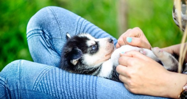 Đảm bảo môi trường sống luôn sạch sẽ, thường xuyên chơi đùa cùng chó con