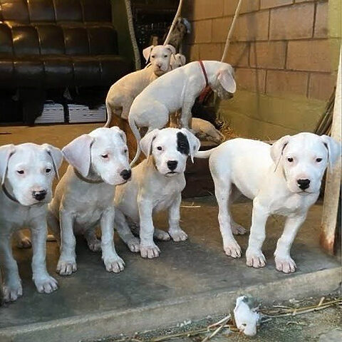 Đàn chó con Dogo Argentino lông trắng đáng yêu đứng chơi đùa trên nền sân gạch, biểu tượng cho giống chó thuần chủng.