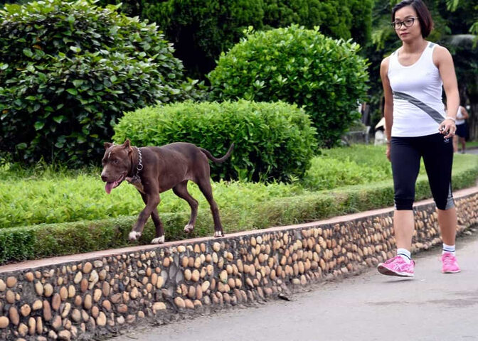Dẫn chó đi dạo vào buổi sáng sớm
