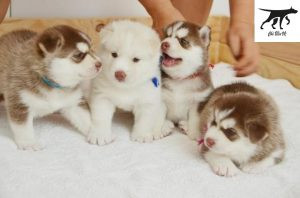 Đàn chó Husky con đáng yêu tại trại giống, sẵn sàng về TPHCM