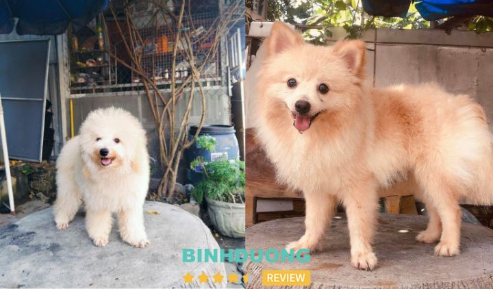Địa chỉ Bán Chó Cảnh Uy Tín, Khỏe Mạnh & Giá Tốt Nhất