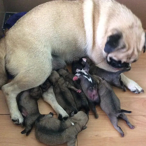 Đàn chó Pug con mới sinh nằm an toàn trong ổ, thể hiện sự cần thiết của môi trường sạch sẽ khi chăm sóc chó Pug