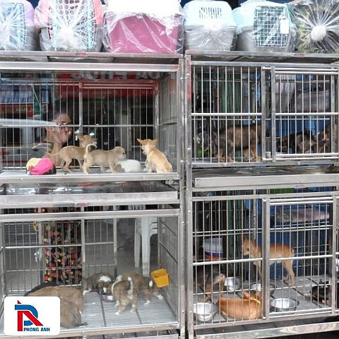 Đánh giá chó cảnh để thu mua tại Hà Nội với quy trình minh bạch