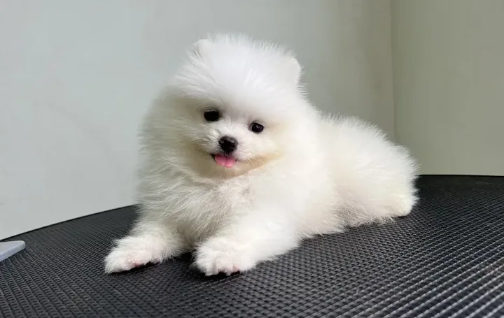 Chó pug màu trắng đáng yêu ngồi trên nền gỗ, gợi ý đặt tên cho chó màu trắng