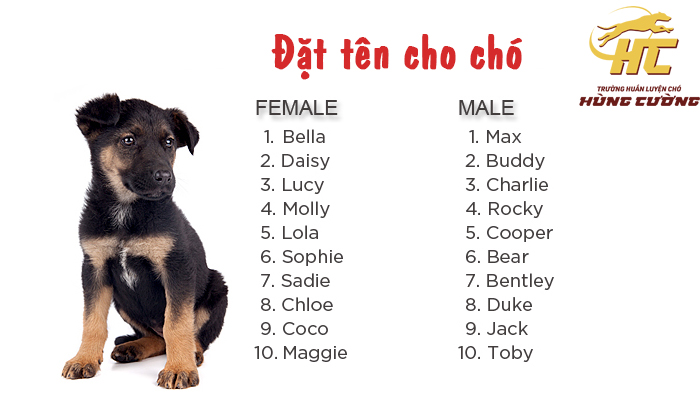 Tuyển Tập Tên Chó Hay Bằng Tiếng Anh: Hơn 200 Gợi Ý Độc Đáo