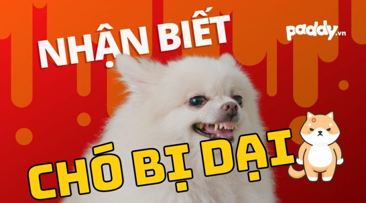 Chó Bị Dại Khi Nào? Dấu Hiệu và Cách Phòng Tránh Hiệu Quả