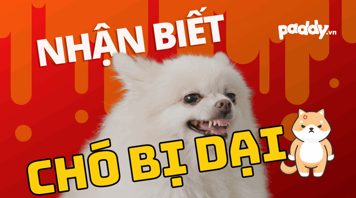 Chó Bị Dại Khi Nào? Dấu Hiệu và Cách Phòng Tránh Hiệu Quả