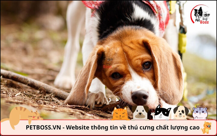 Dấu hiệu chó bị dại ở giai đoạn khởi phát với những thay đổi hành vi