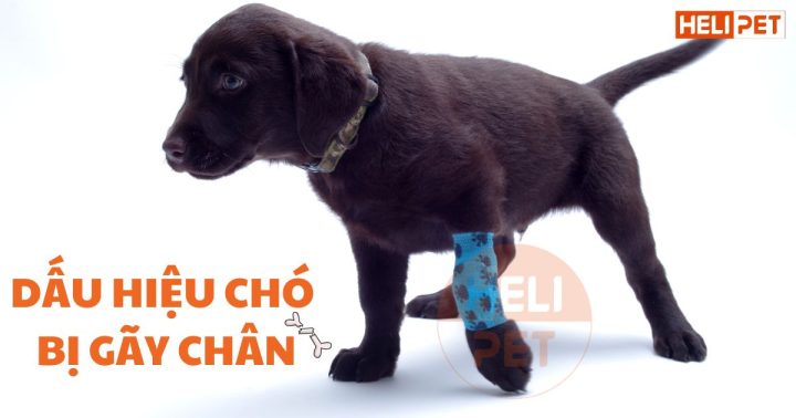 Chó Bị Gãy Chân Có Tự Lành Được Không: Hướng Dẫn Toàn Diện