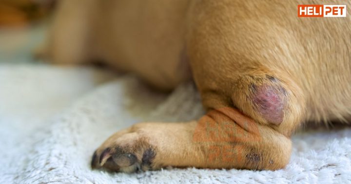 Chó Bị Gãy Chân Có Tự Lành Được Không: Hướng Dẫn Toàn Diện