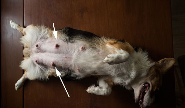 Dấu hiệu chó mang thai rõ rệt qua ngoại hình và hành vi, chú chó Golden Retriever đang nghỉ ngơi