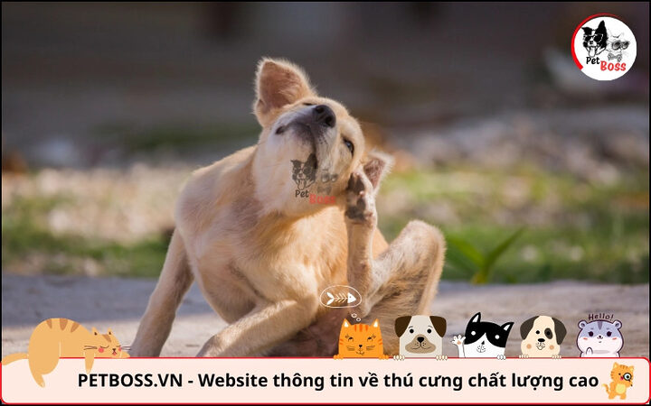 Dấu hiệu chó Poodle bị viêm tai như gãi và lắc đầu liên tục