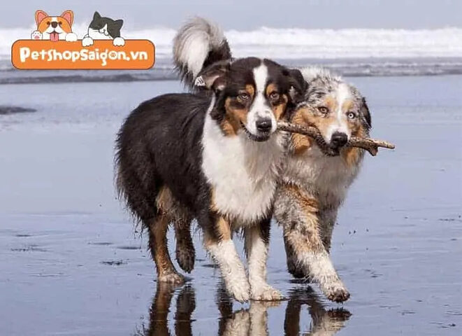 Dấu hiệu động dục của chó cái và chu kỳ giao phối Dấu hiệu động dục của chó cái và chu kỳ giao phối
