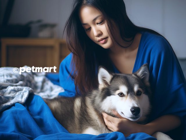 Cẩm Nang Chi Tiết: Cách Chữa Chó Bị Cảm Lạnh & Phòng Ngừa Hiệu Quả Cách Chữa Chó Bị Cảm Lạnh Hiệu Quả và Phòng Ngừa