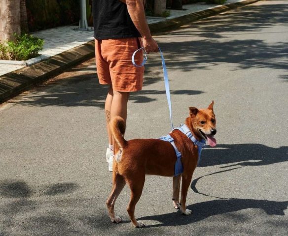 Dắt Chó Đi Dạo Ở Đâu? Cẩm Nang Từ A Đến Z Cho Chủ Nuôi