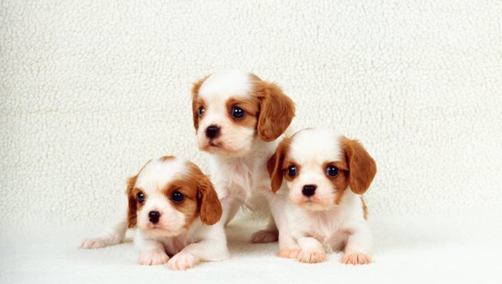 Khám phá các giống chó nhỏ đáng yêu được yêu thích nhất
