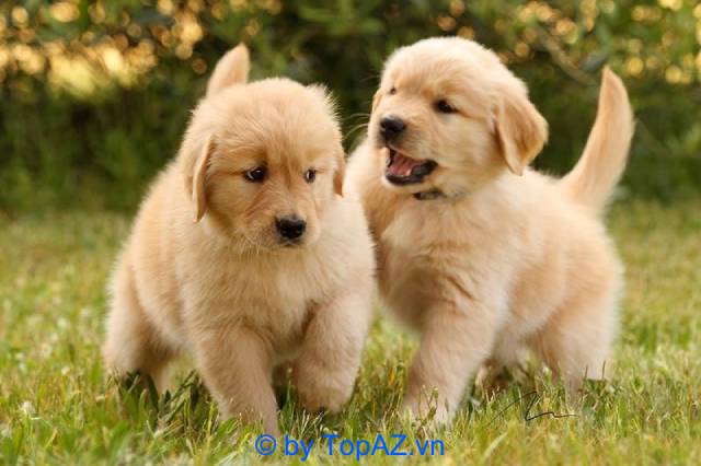 Bán Chó Golden Hà Nội: Cẩm Nang Giá Và Địa Chỉ Uy Tín