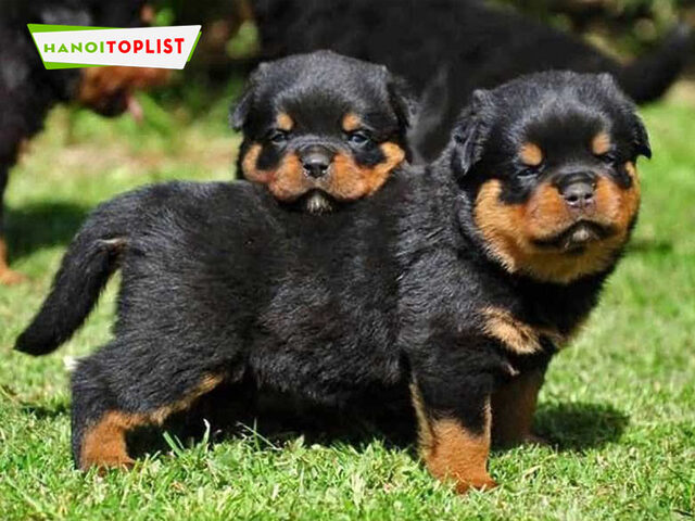 Địa chỉ Công Ty TNHH Thú Kiểng Việt Nam cung cấp chó Rottweiler