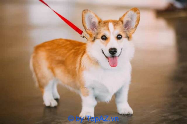 Mua Chó Corgi Hà Nội: Hướng Dẫn Chi Tiết Từ A Đến Z