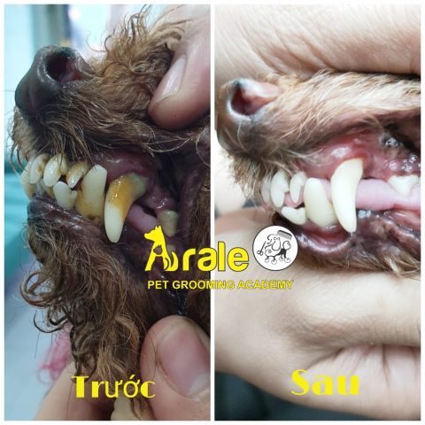 Cạo Vôi Răng Cho Chó: Hướng Dẫn Chăm Sóc Sức Khỏe Răng Miệng Toàn Diện