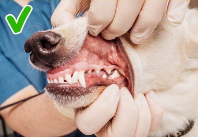 Cạo Vôi Răng Cho Chó: Hướng Dẫn Chăm Sóc Sức Khỏe Răng Miệng Toàn Diện