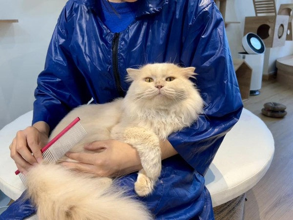 Dịch vụ Grooming tại Kin Neko Pet Hotel &amp; Grooming