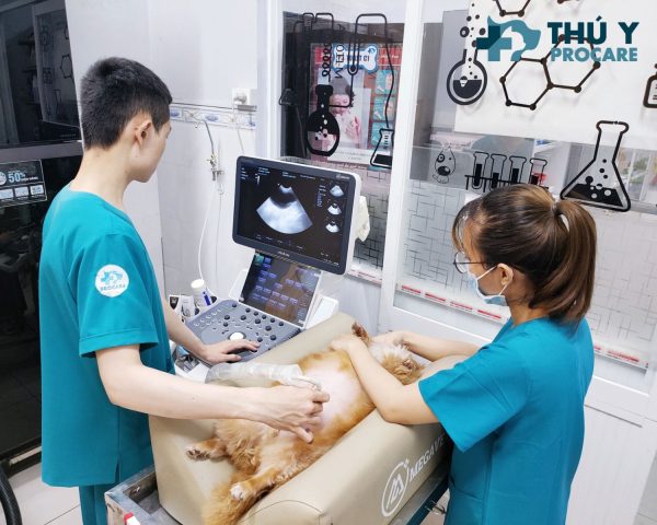 Siêu âm thai chó mèo tại TPHCM